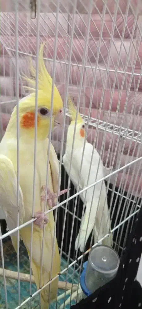 ۱جفت عروس هلندی|پرنده|چالوس, |دیوار