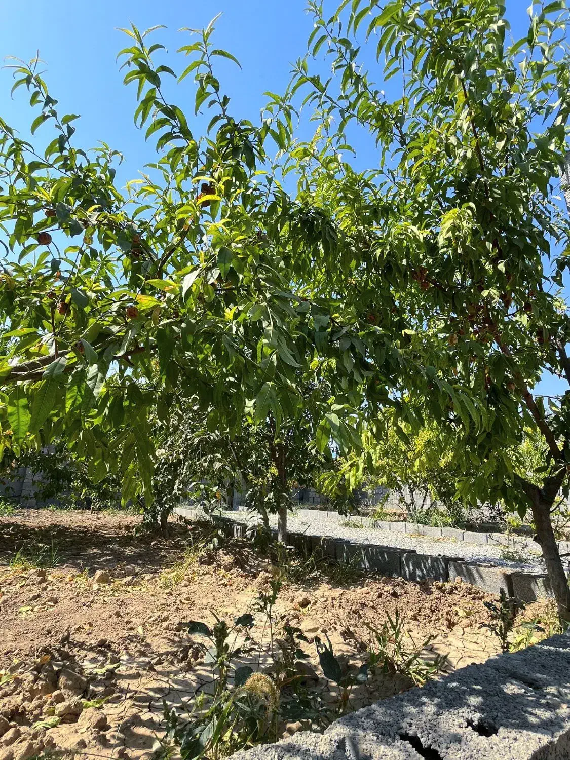 باغ ۲۰۰ متری *دارای آب ریشه ای|فروش زمین و ملک کلنگی|رباطکریم, پیغمبر|دیوار