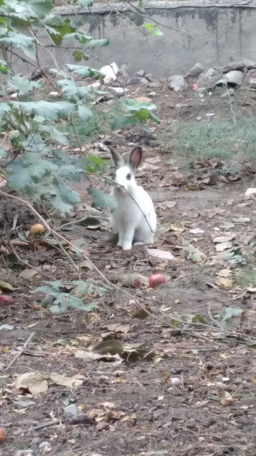 خرگوش|موش و خرگوش|گنبد کاووس, |دیوار