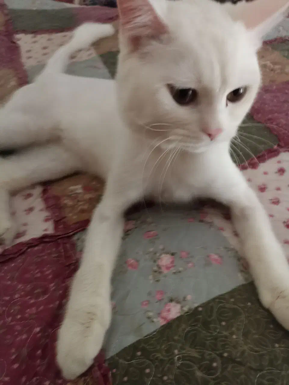 گربه بریتیش|گربه|مشهد, کشف|دیوار