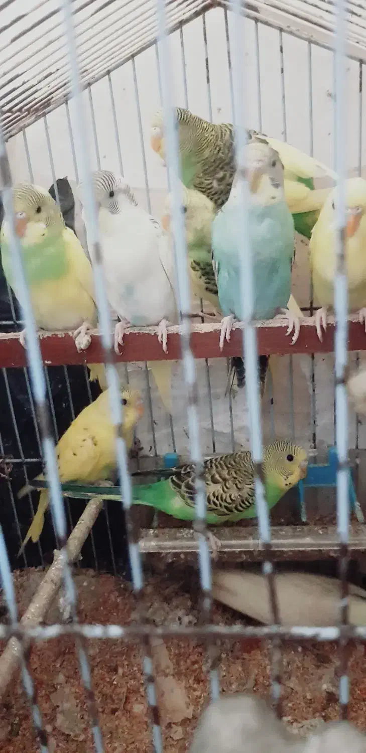 عروس هلندی ومرغ عشق|پرنده|گرگان, |دیوار