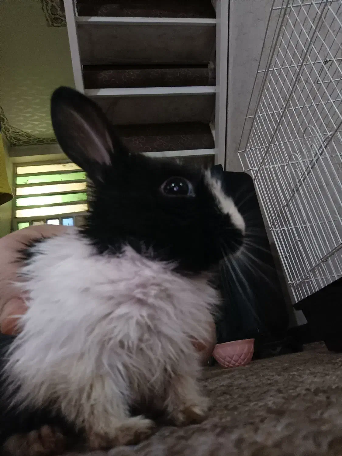 خرگوش|موش و خرگوش|اهواز, اسلام آباد غربی|دیوار