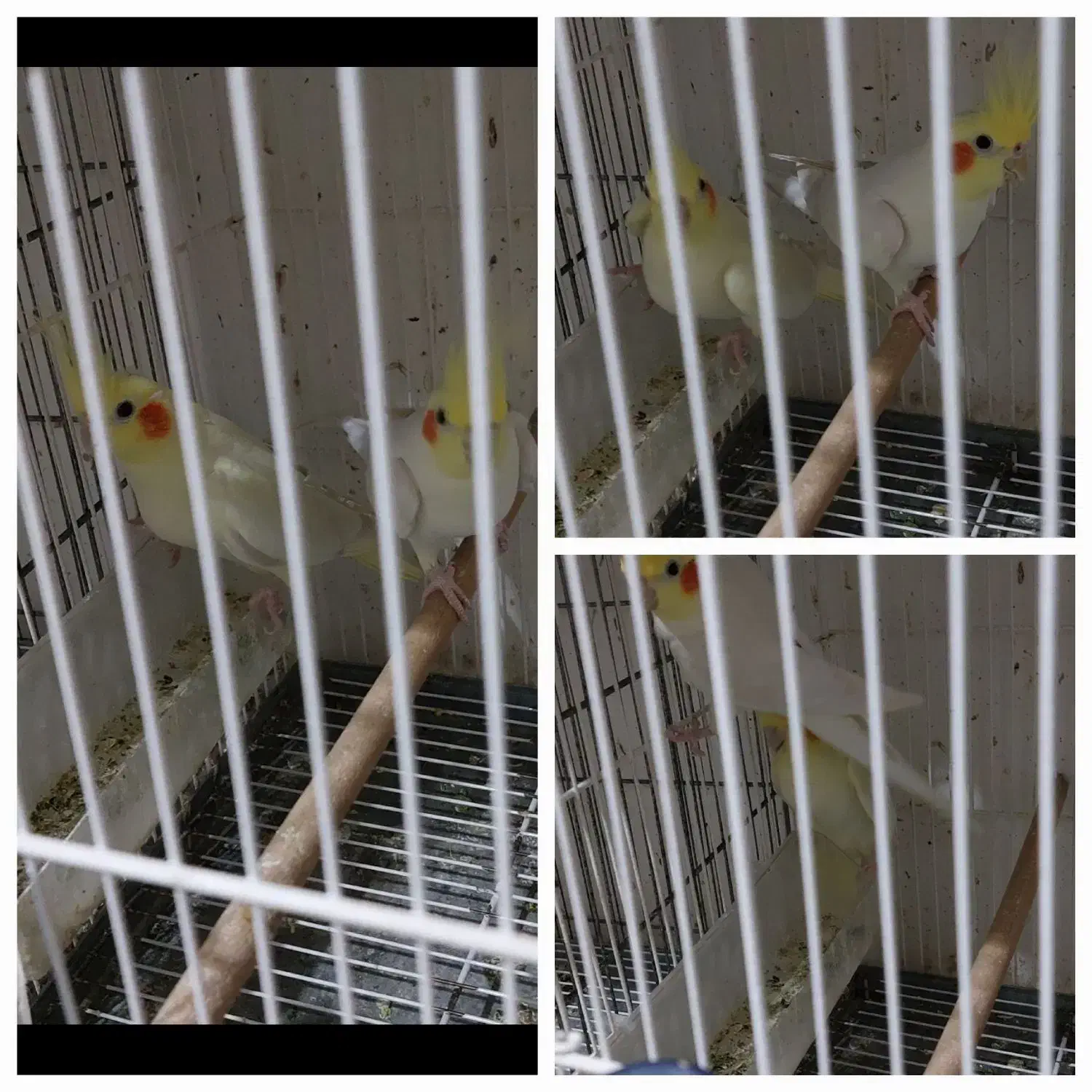 عروس هلندی مولد|پرنده|زرقان, |دیوار