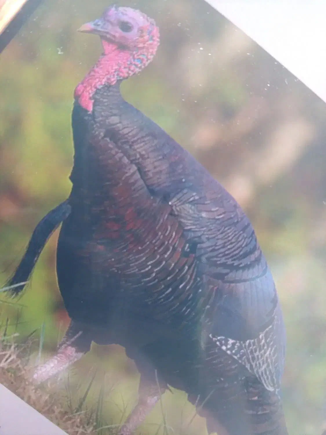 بوقلمون نر و ماده|حیوانات مزرعه|فولادشهر, A4|دیوار