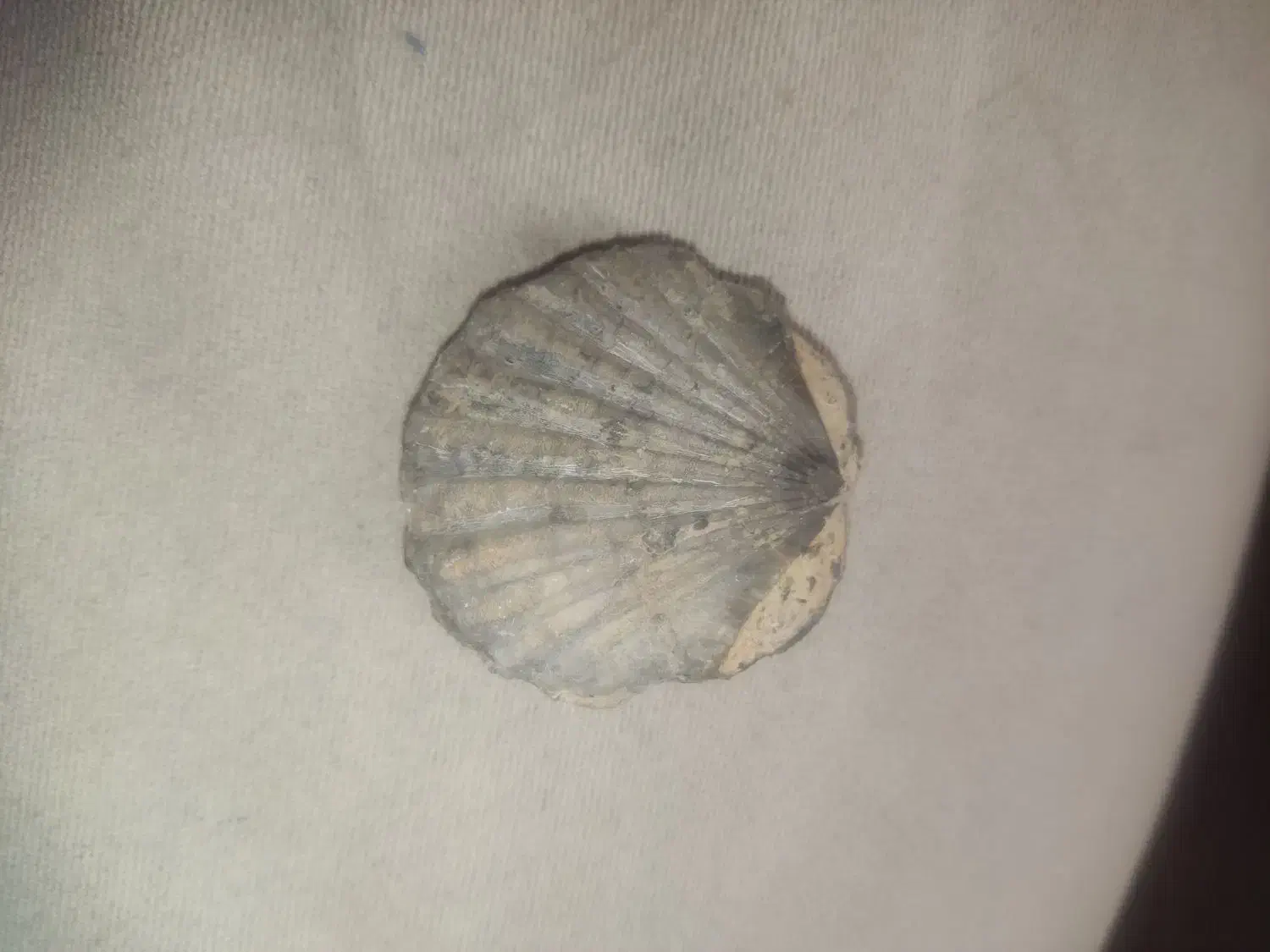 اتیقه|کلکسیون اشیاء عتیقه|باغستان, |دیوار