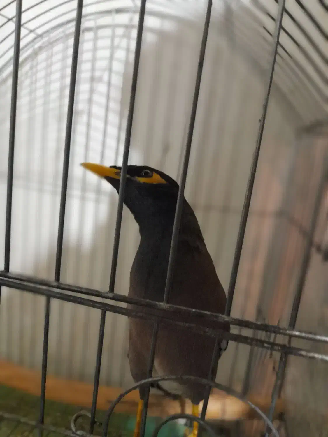 مرغ مینا|پرنده|زنجان, |دیوار