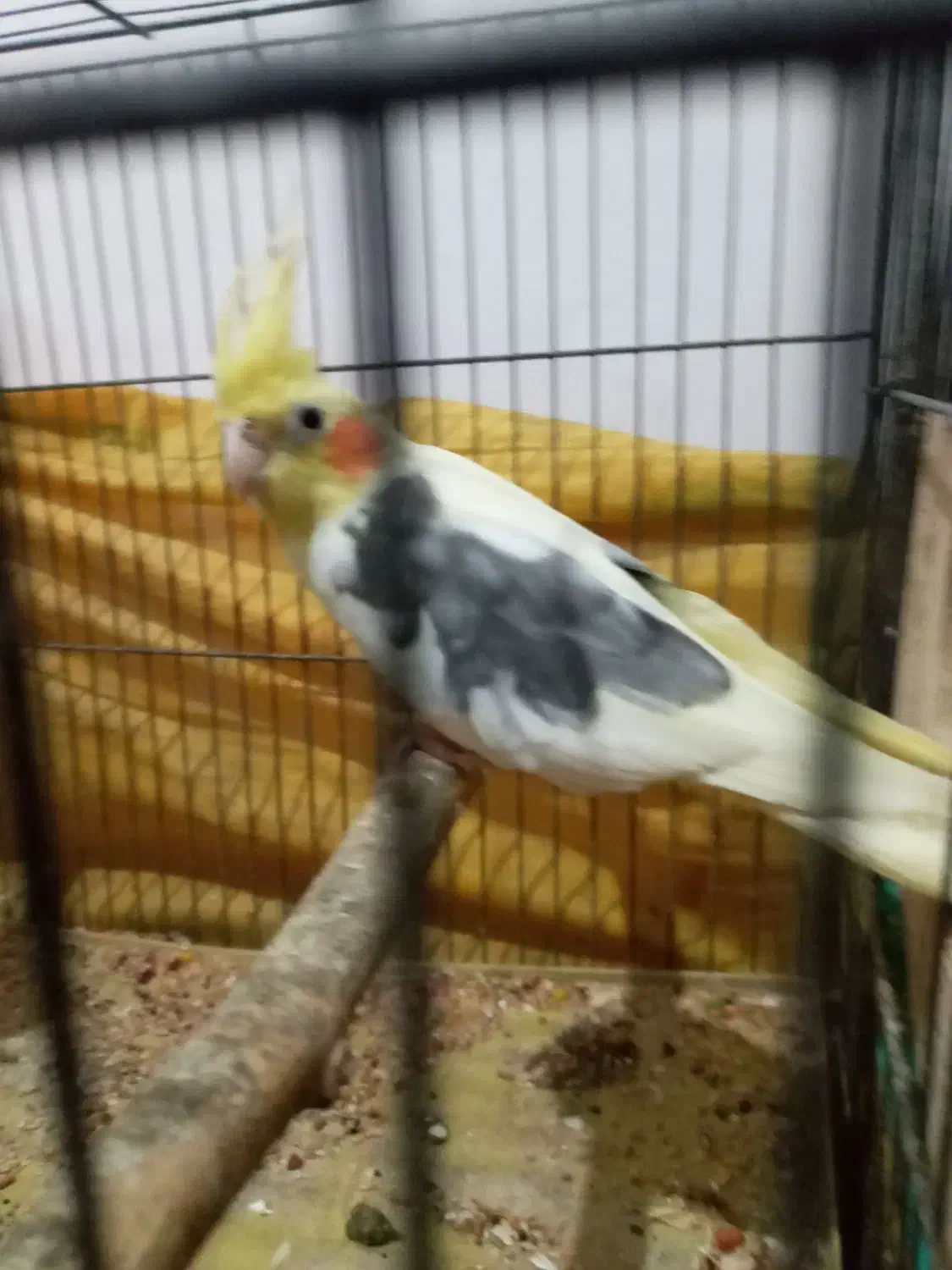 طوطی عروس مولد رنگ متفاوت|پرنده|رشت, نیکمرام|دیوار