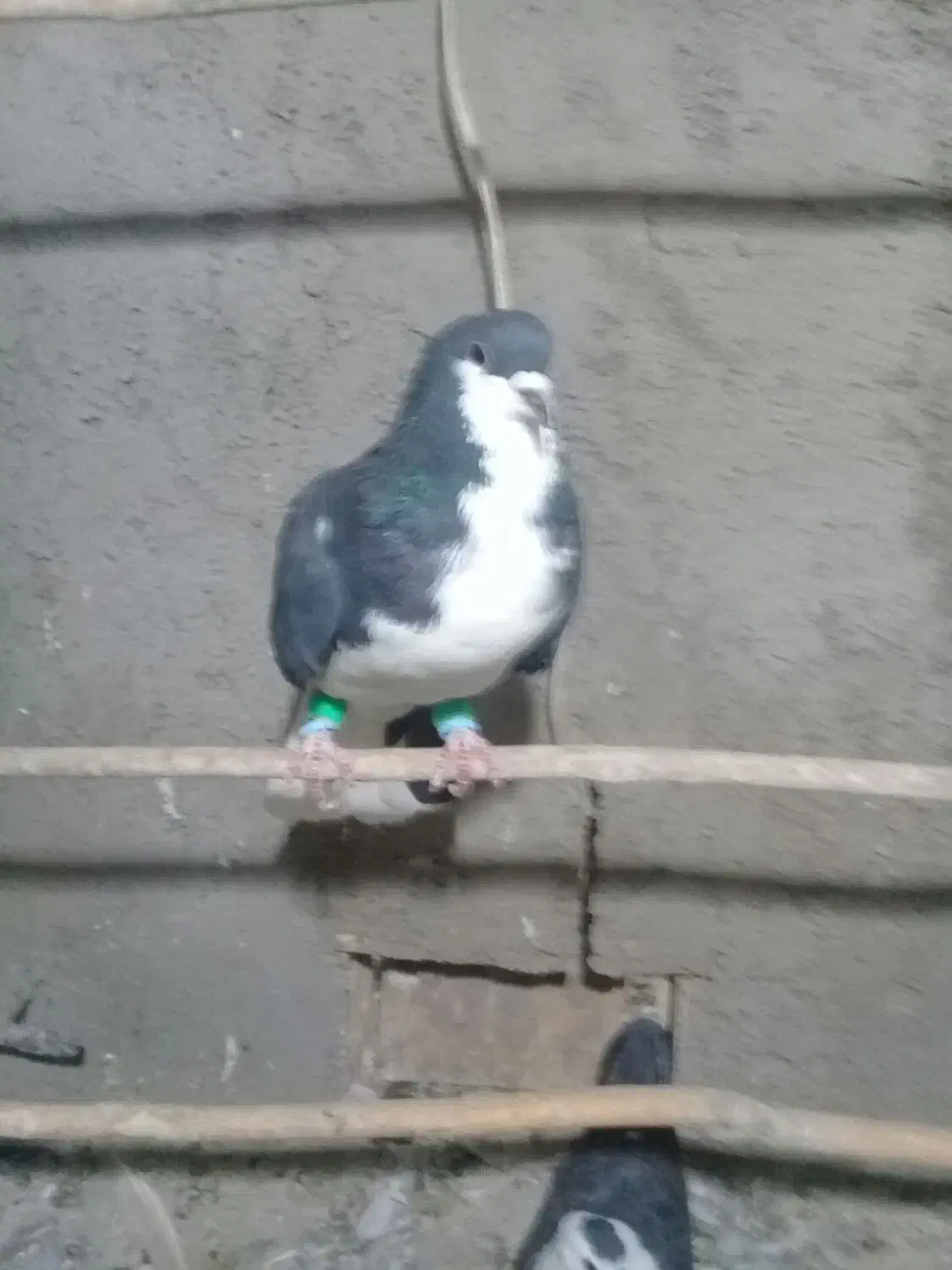 کبوتر|پرنده|تاکستان, |دیوار