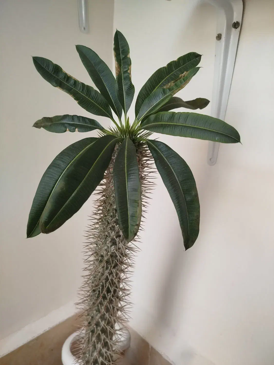 گل سرحال وزیبا.|گل و گیاه طبیعی|قزوین, |دیوار