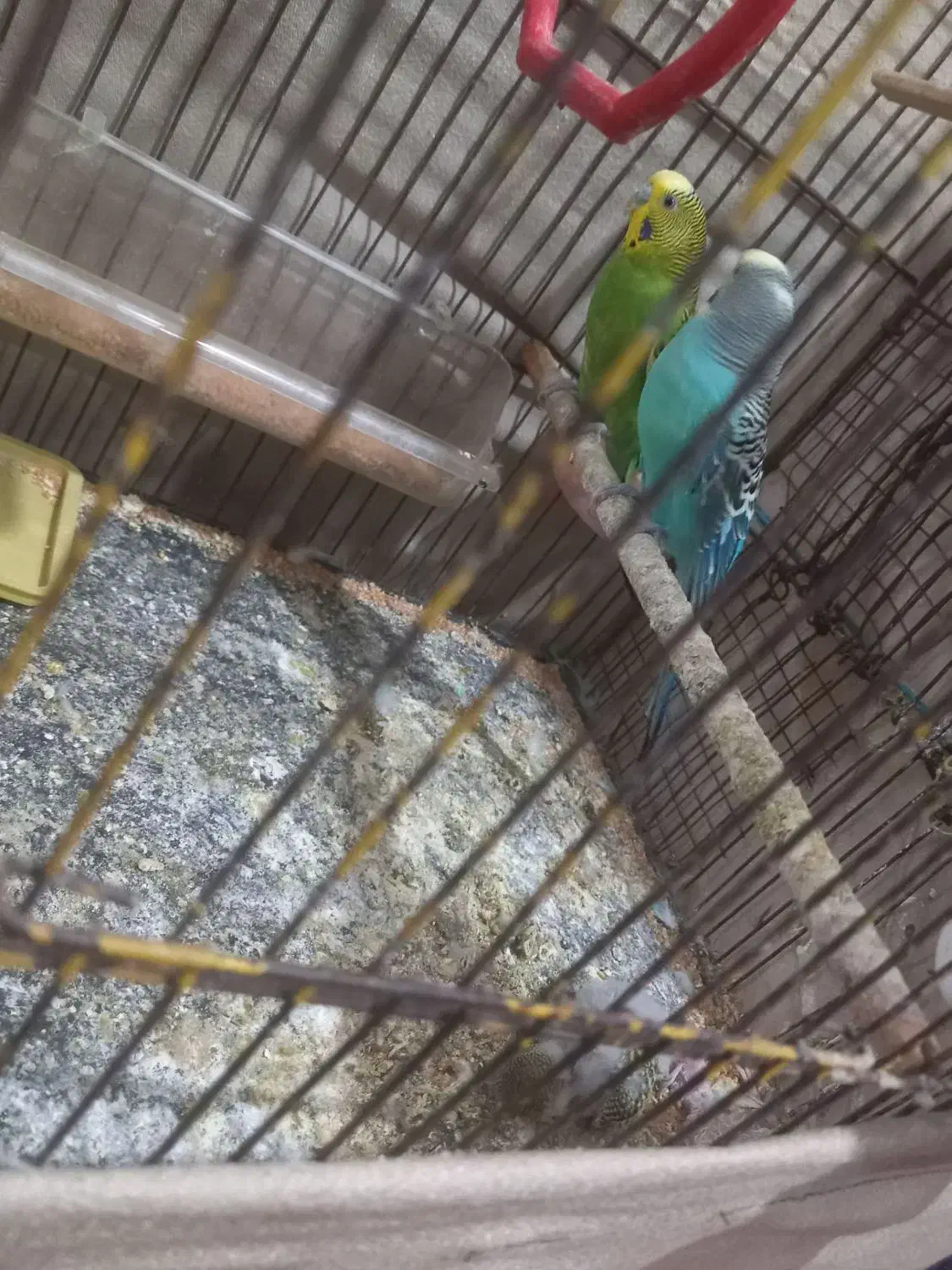 مرغ عشق|پرنده|بندر امام خمینی, |دیوار