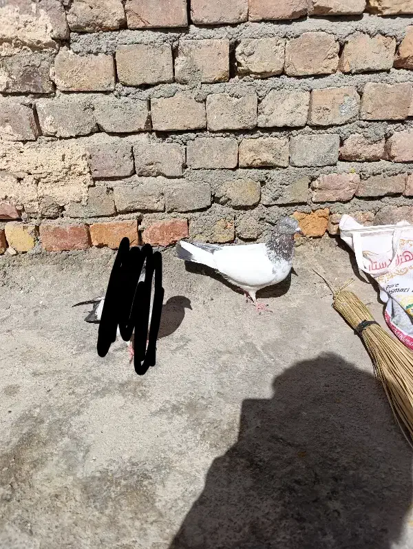 کبوتر نرپاکستانی|پرنده|ایرانشهر, |دیوار