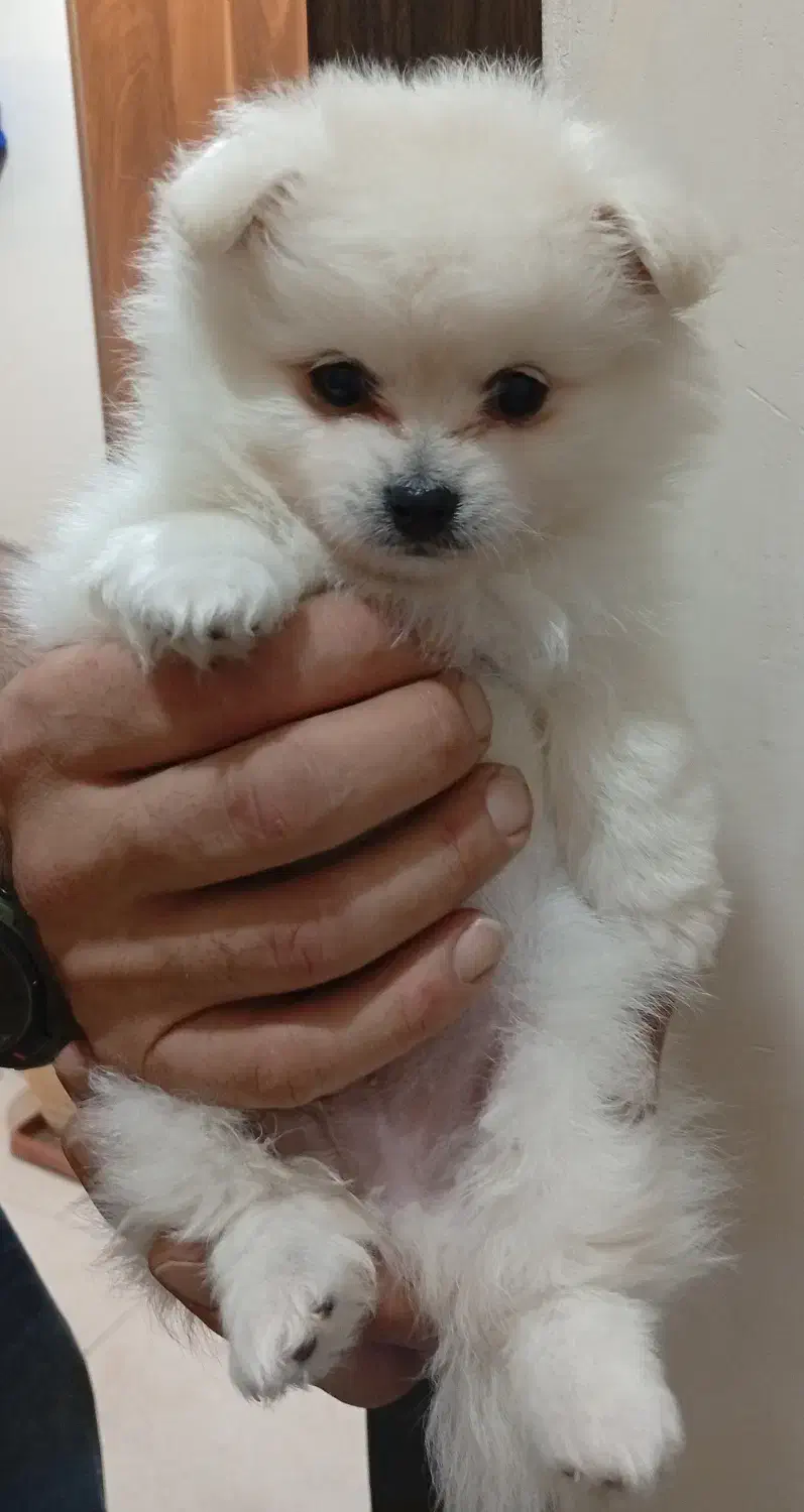 سگ پامرین سفید خرسی نر 70 روزه|سگ|پردیس, فاز ۸|دیوار