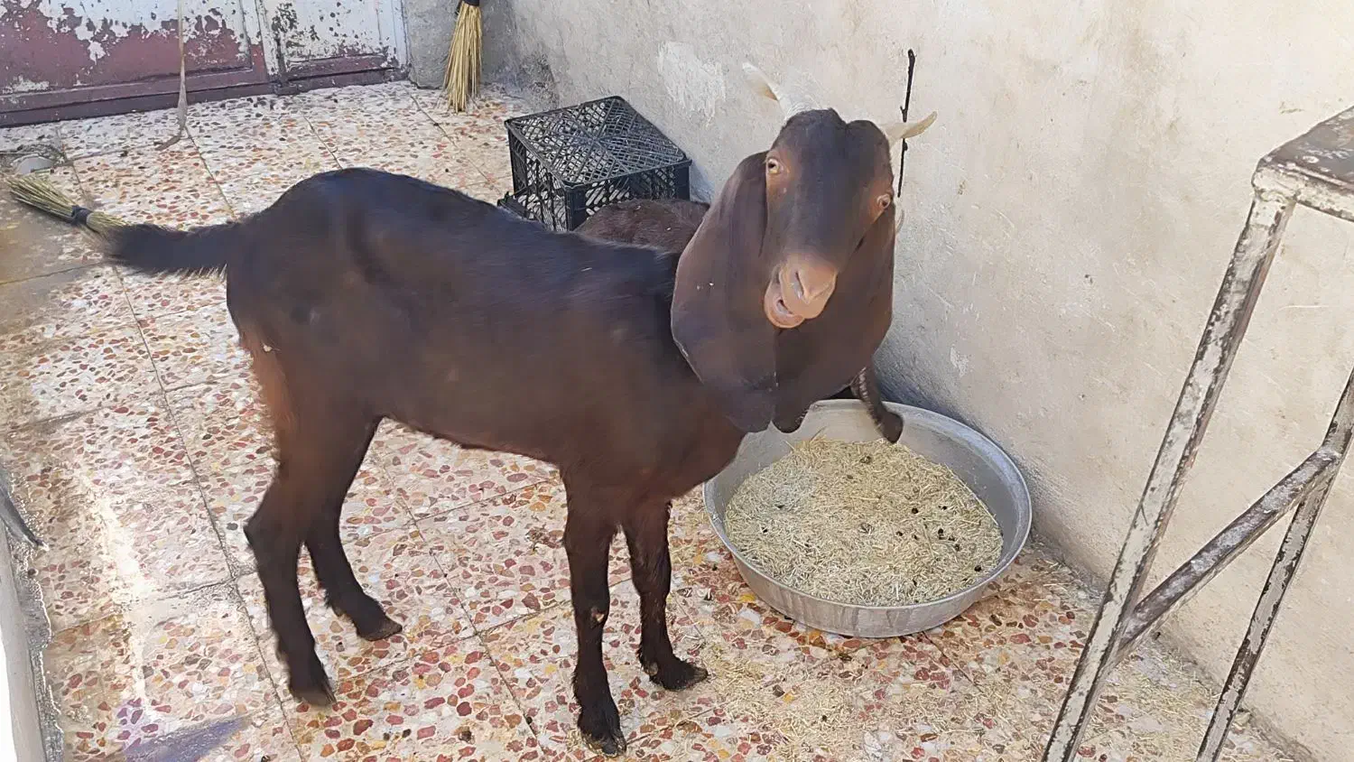 مبلغ 28میلیون|حیوانات مزرعه|ایذه, |دیوار