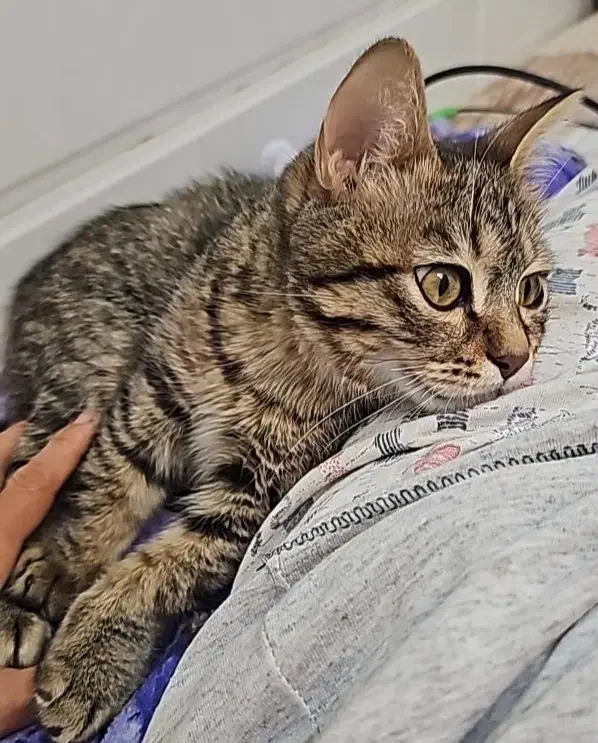 فروش گربه خانگی|گربه|محلات, |دیوار