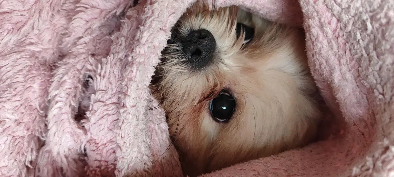 سگ شیتزو|سگ|رشت, جانبازان|دیوار