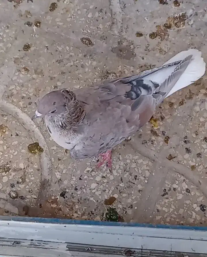 کفترکبوتردم سفیدکلاغ طوقی کاکلی|پرنده|تربت‌حیدریه, داروپخش|دیوار