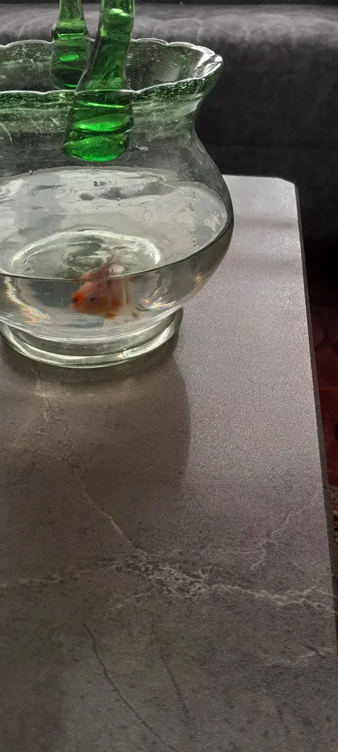 گلد فیشgold fish.معاوضه با گوپی یا هرماهی گیاهخوار|ماهی|شیراز, فرهنگیان|دیوار