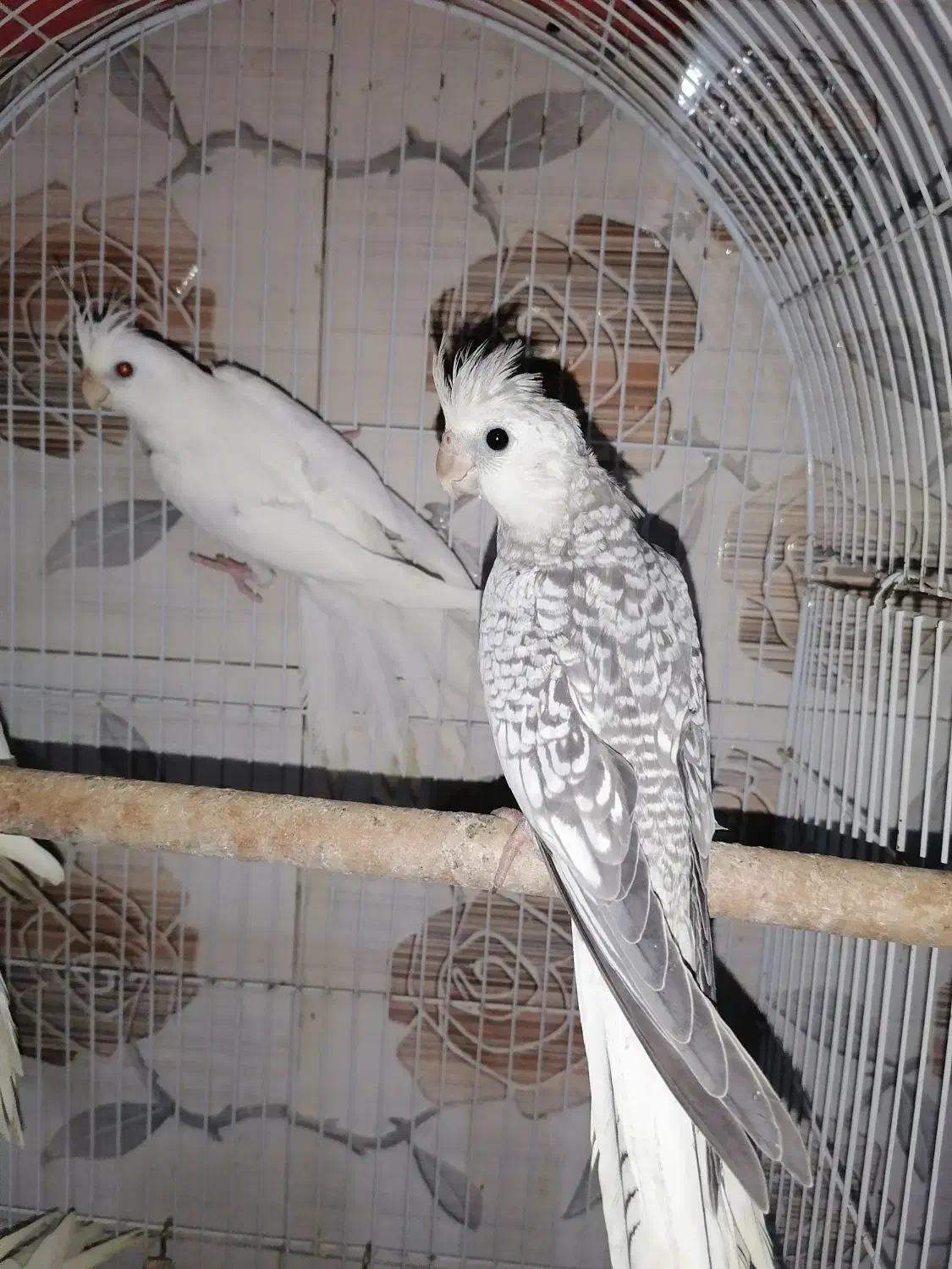 عروس آلبینو و سینامون سرلاکی تا بالغ و گرینچیک|پرنده|آستانه اشرفیه, |دیوار