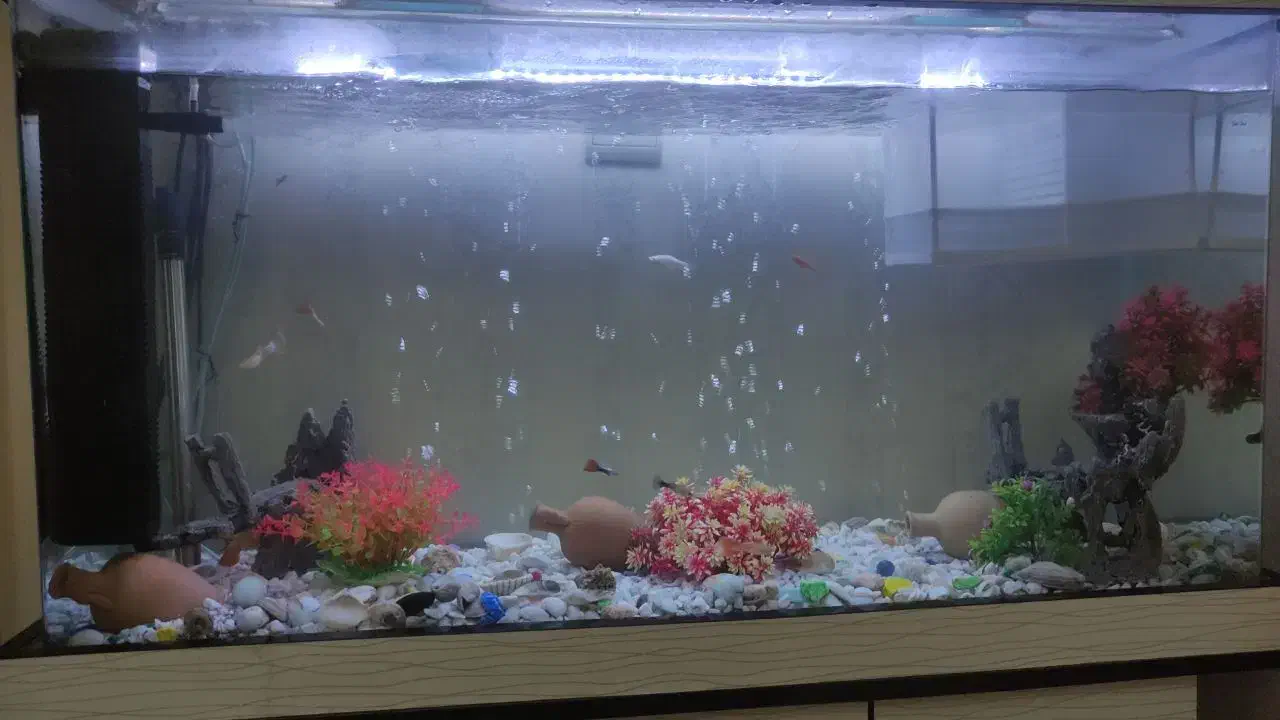 آکواریوم|ماهی|تهران, اتابک|دیوار