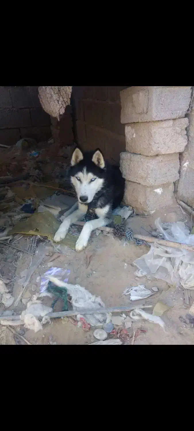 هاسکی چشم یخی|سگ|سعدآباد, |دیوار