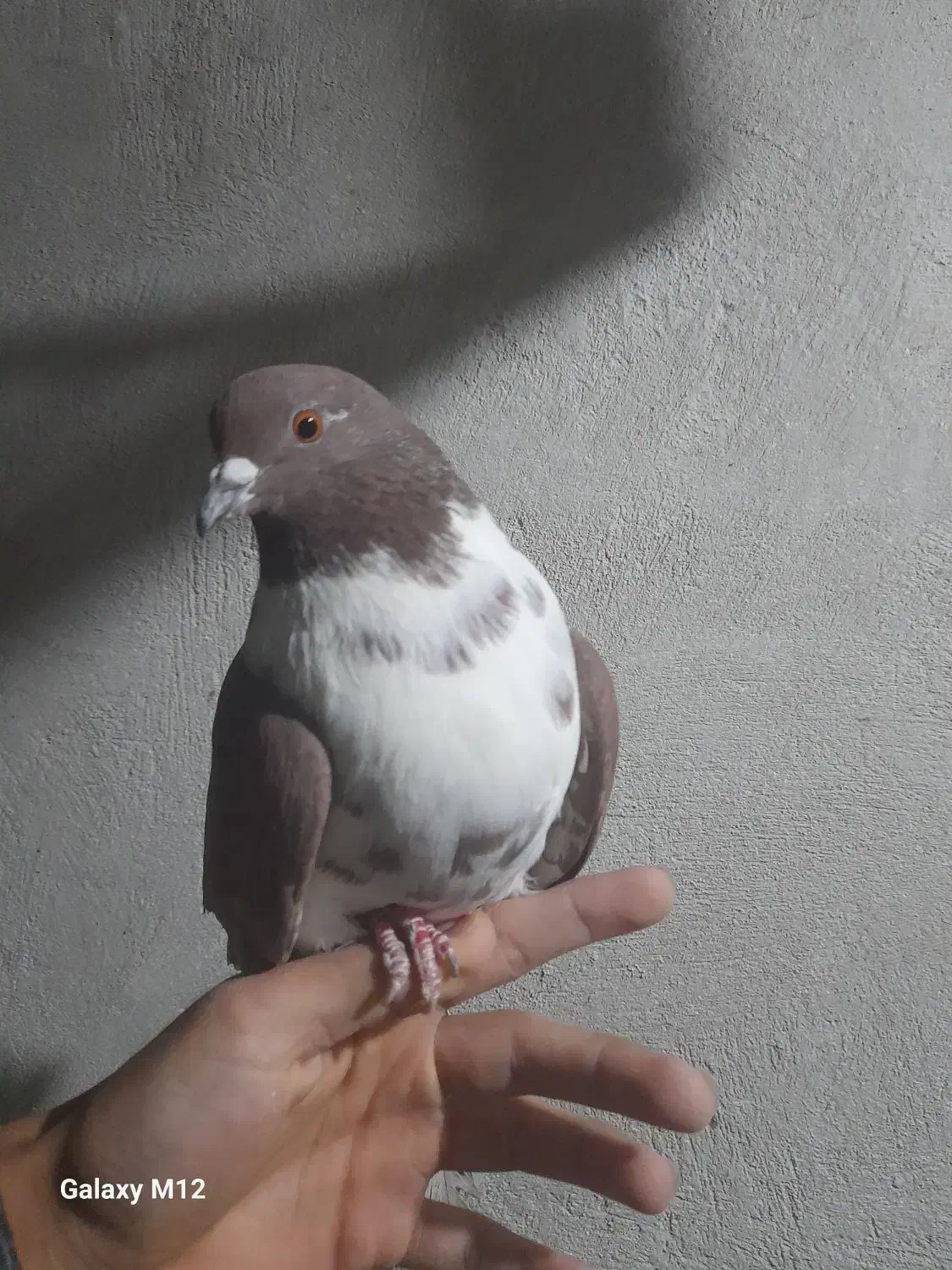 کفتر گم شده|پرنده|وحیدیه, |دیوار