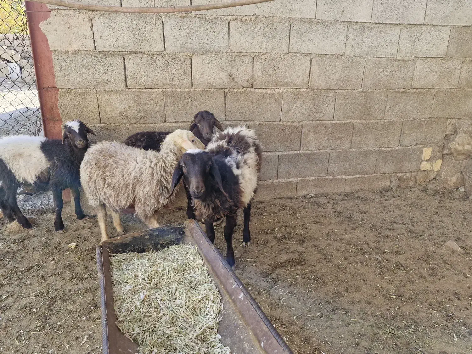 بره ریز|حیوانات مزرعه|کوهرنگ, |دیوار