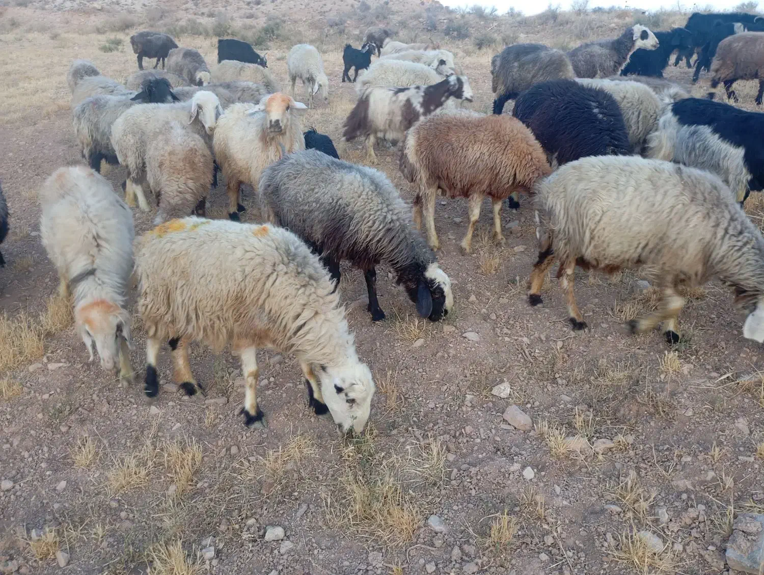 ۳۴راس میش داشتی|حیوانات مزرعه|شیراز, شهرک والفجر|دیوار