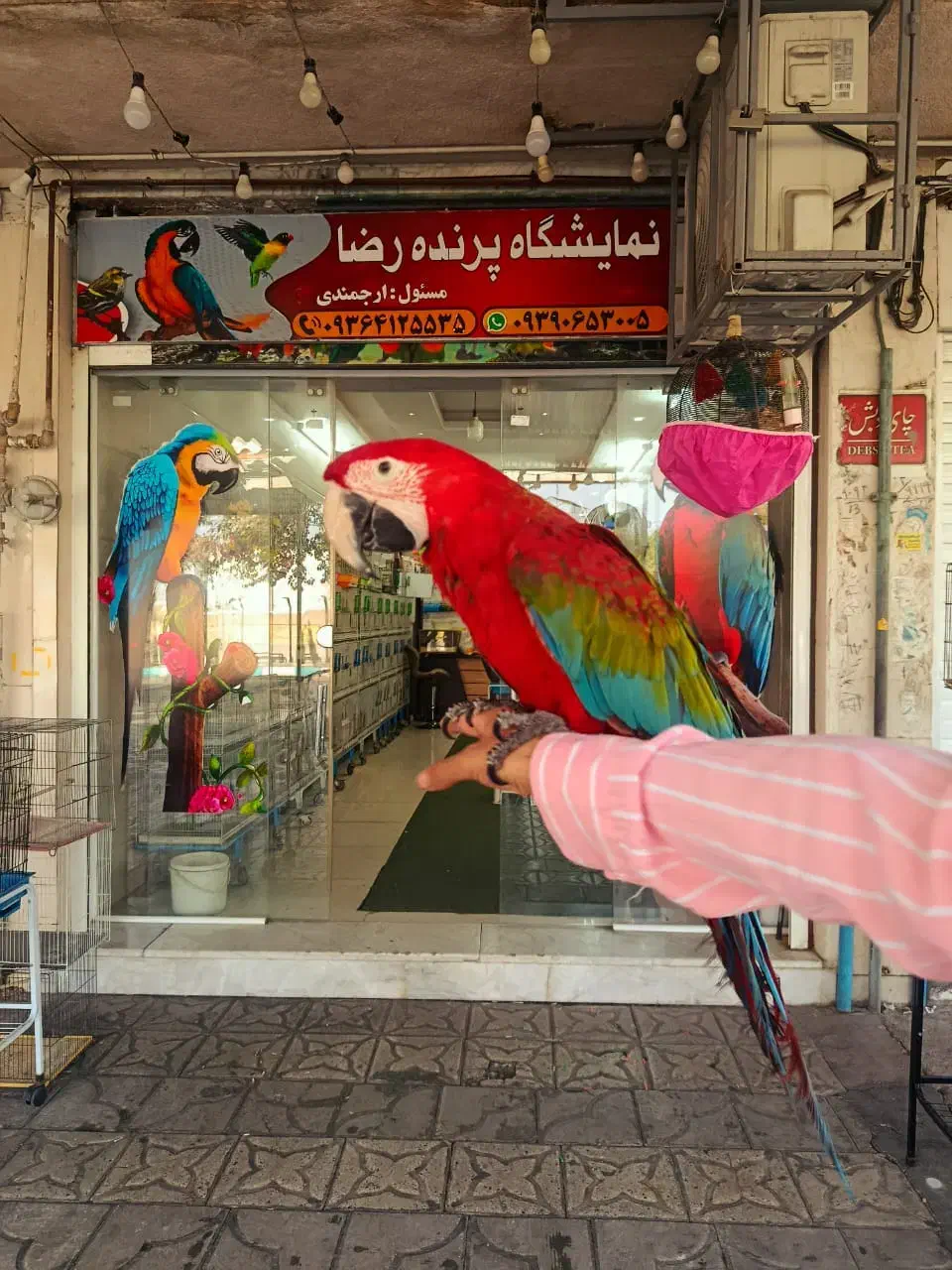 فروش ویژه طوطی سانان|پرنده|شیراز, فرودگاه شهید دستغیب شیراز|دیوار