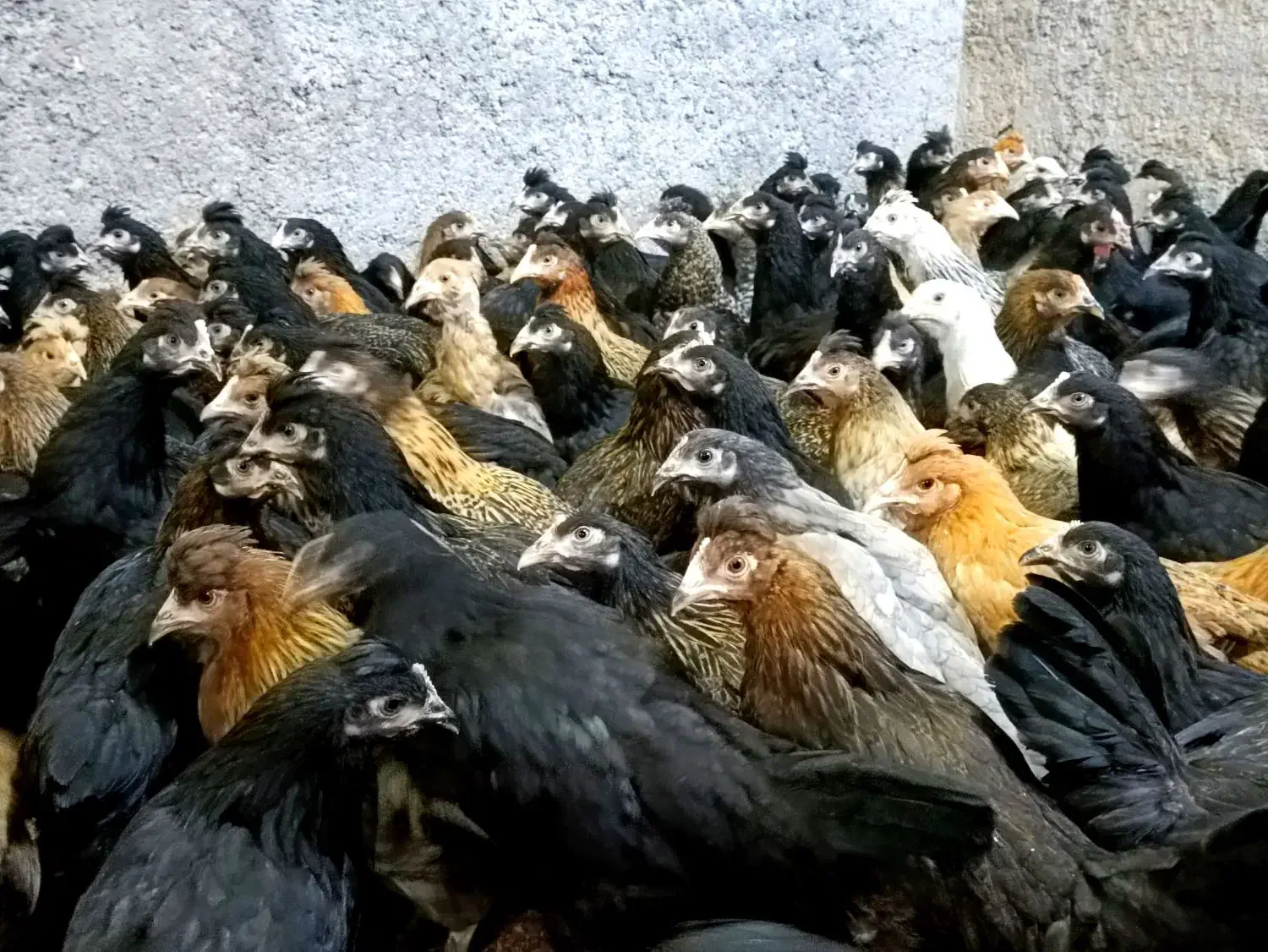 مرغ جهادی نژاد تخمگذار|حیوانات مزرعه|کاشان, خرمدشت|دیوار