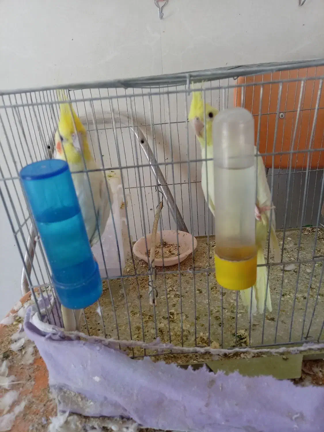 جفت عروس هلندی|پرنده|زرند, |دیوار