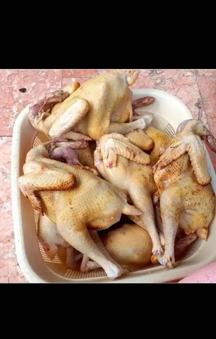 اردک .غاز .بوقلمون. مرغ و خروس .بلدرچین|حیوانات مزرعه|رشت, فلسطین|دیوار