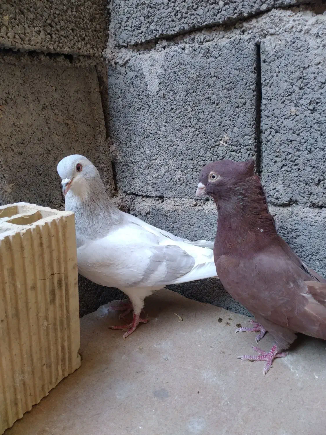 کبوتر دم سفید . دوکت . سرخ|پرنده|شهرضا, |دیوار