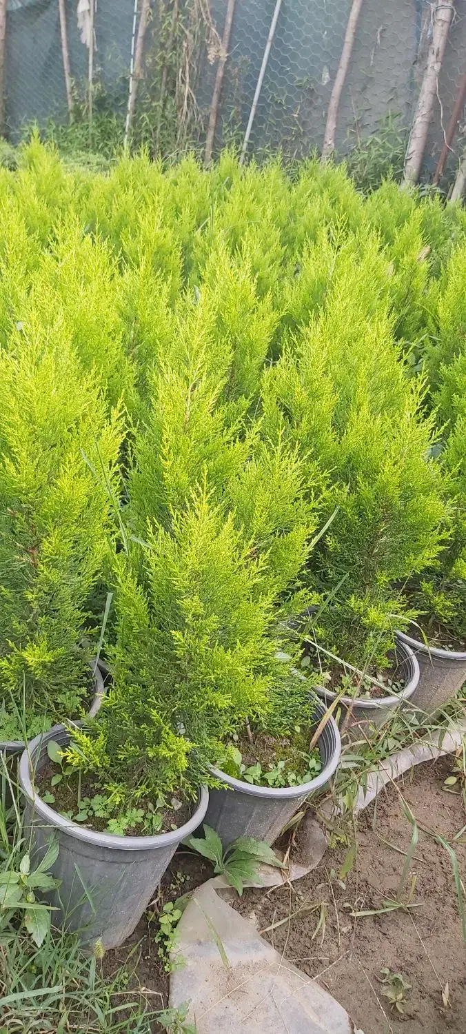 پتسپروم ولاوسون|خدمات باغبانی و درختکاری|کلاچای, |دیوار