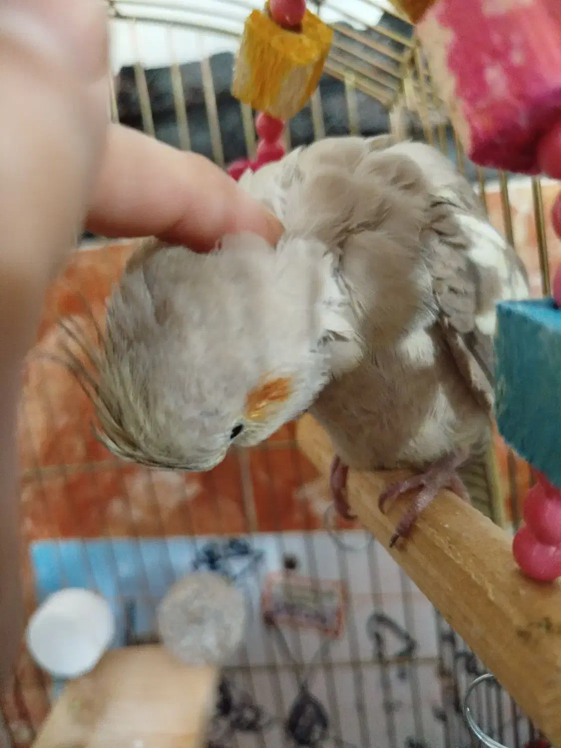 عروس هلندی ماده|پرنده|نقده, |دیوار