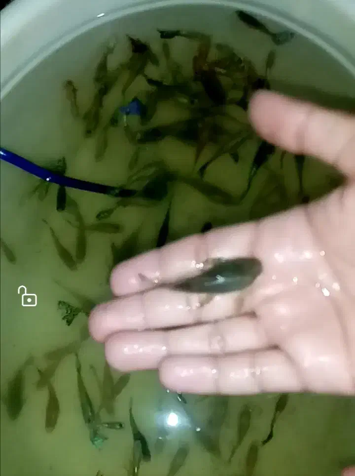 ماهی کت پوزه ای|ماهی|تربتحیدریه, ابوذر|دیوار