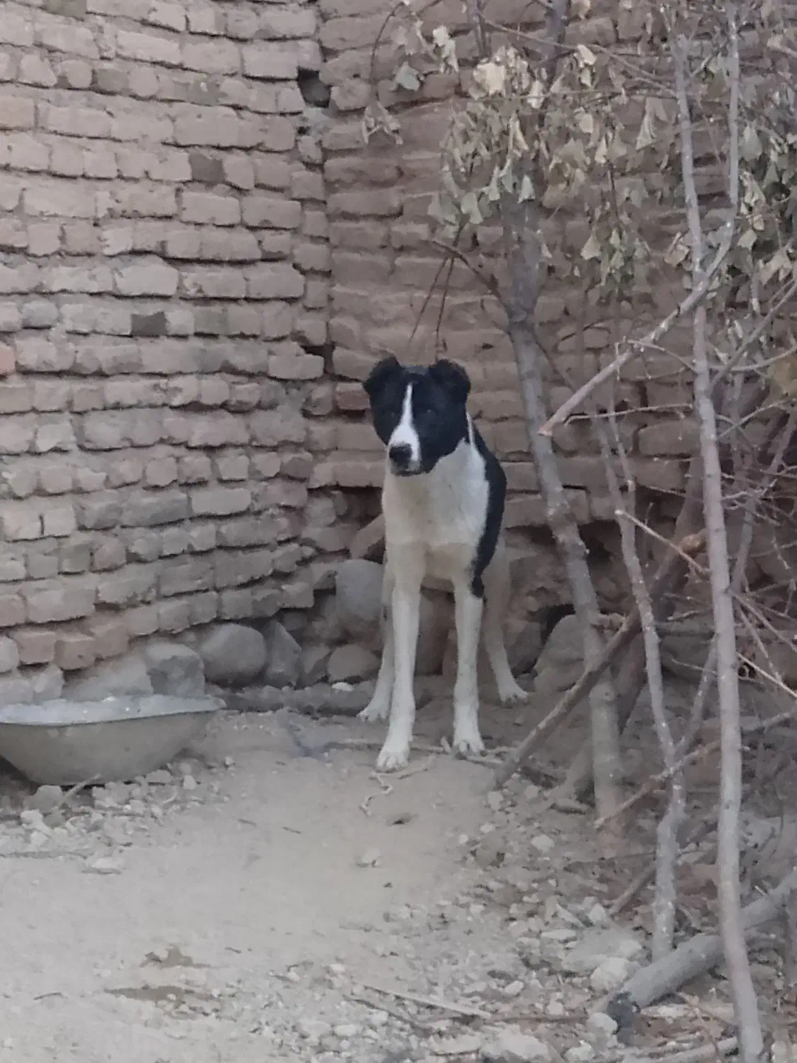 واگذاری سرابی|سگ|بستان آباد, |دیوار