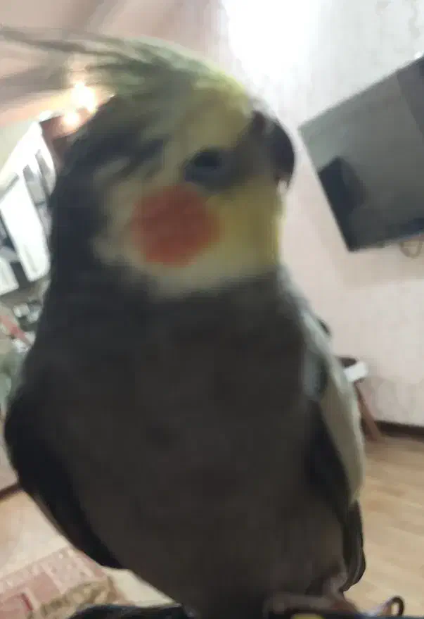 گمشده|حیوانات|شوش, |دیوار