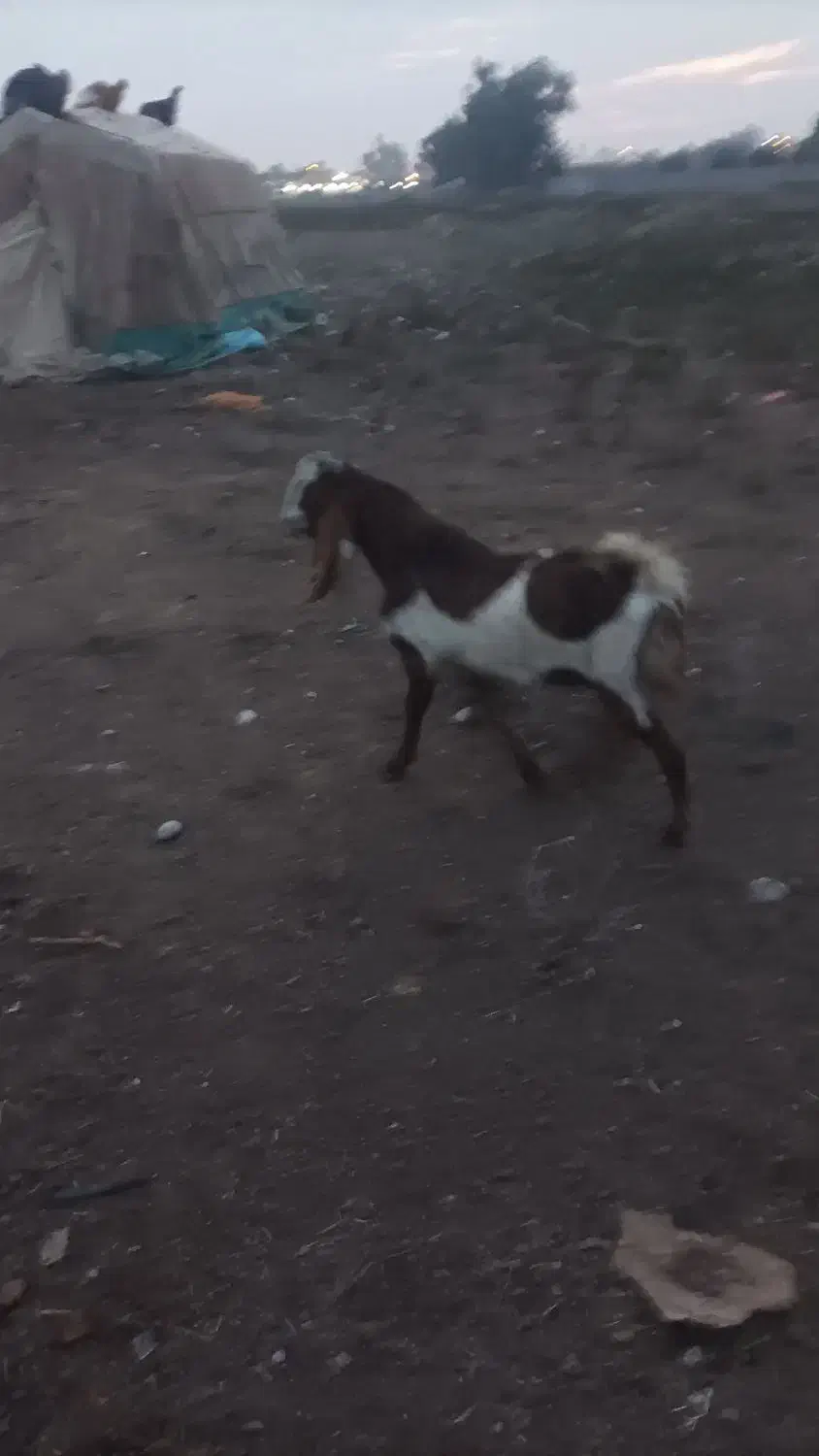 بیگ چاق|حیوانات مزرعه|شوش, |دیوار