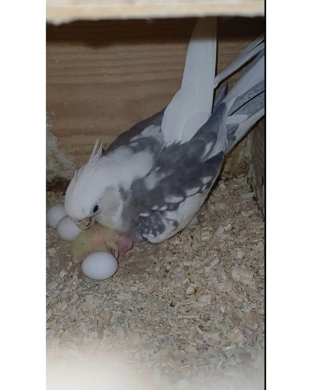 خریدار عروس ۴.۵روزه فروشی هم دارم نروماده دستی|پرنده|لاهیجان, لیالستان|دیوار