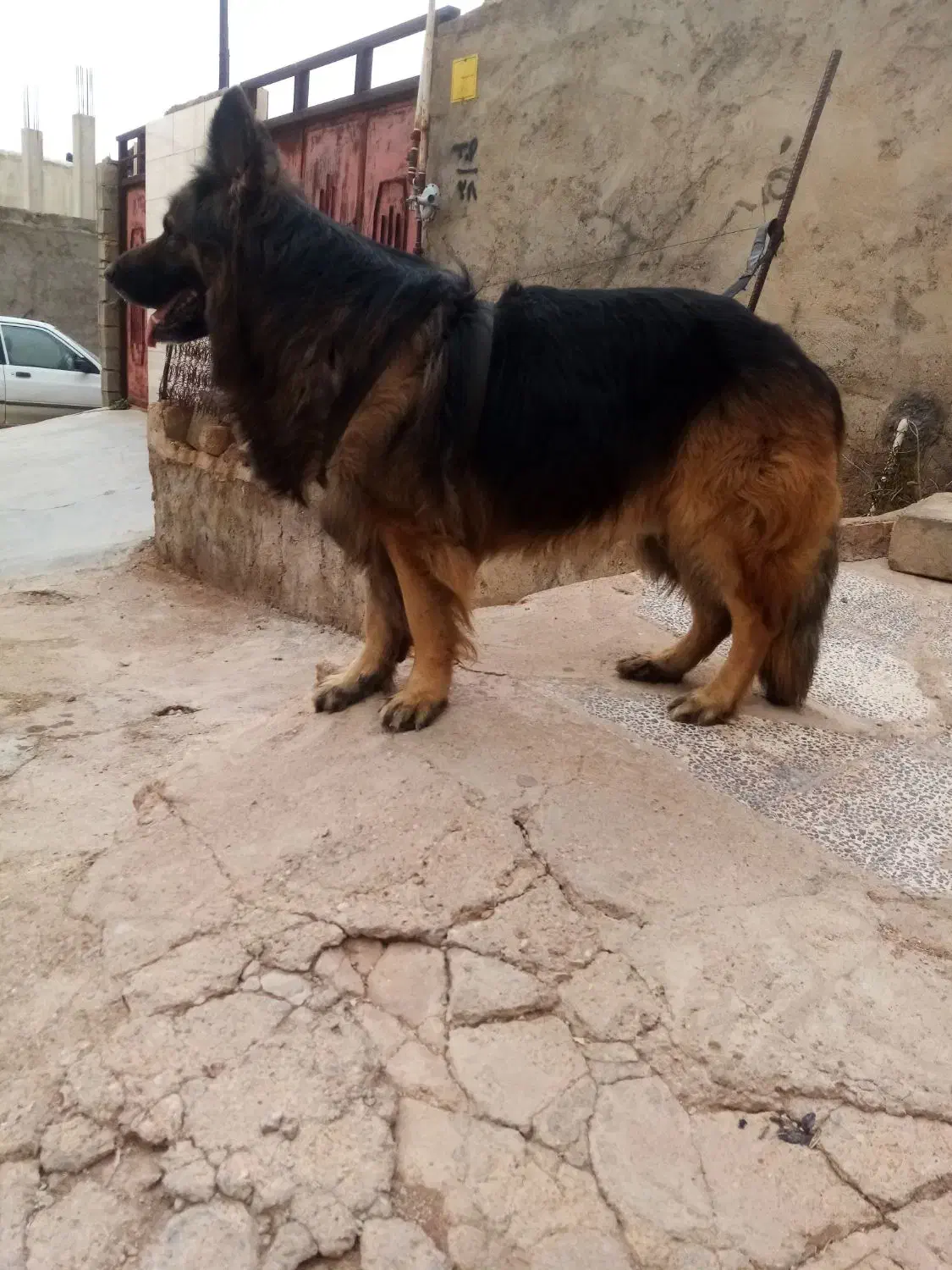 واگذاری|سگ|مسجد سلیمان, |دیوار