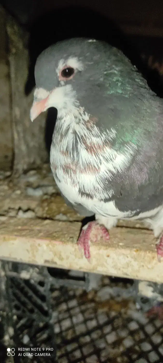 کبوتر خوشرنگ ماده|پرنده|دهدشت, |دیوار