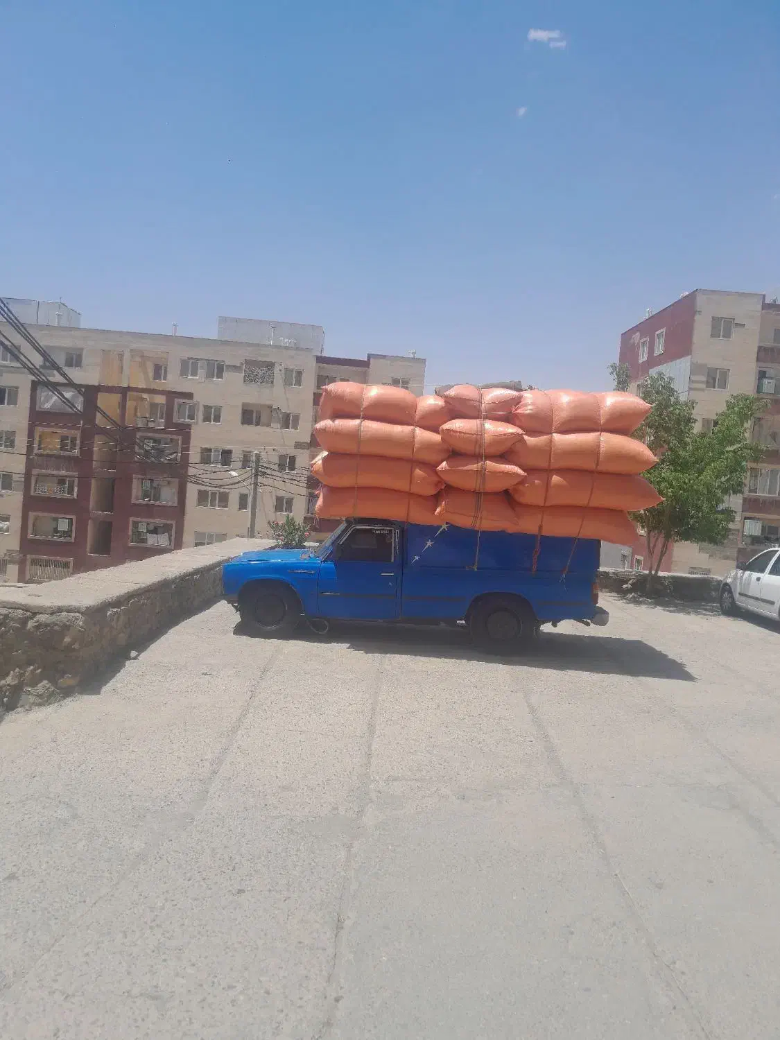 کاه گندم کردستان دیم|خدمات باغبانی و درختکاری|کاشان, ۲۲ بهمن|دیوار