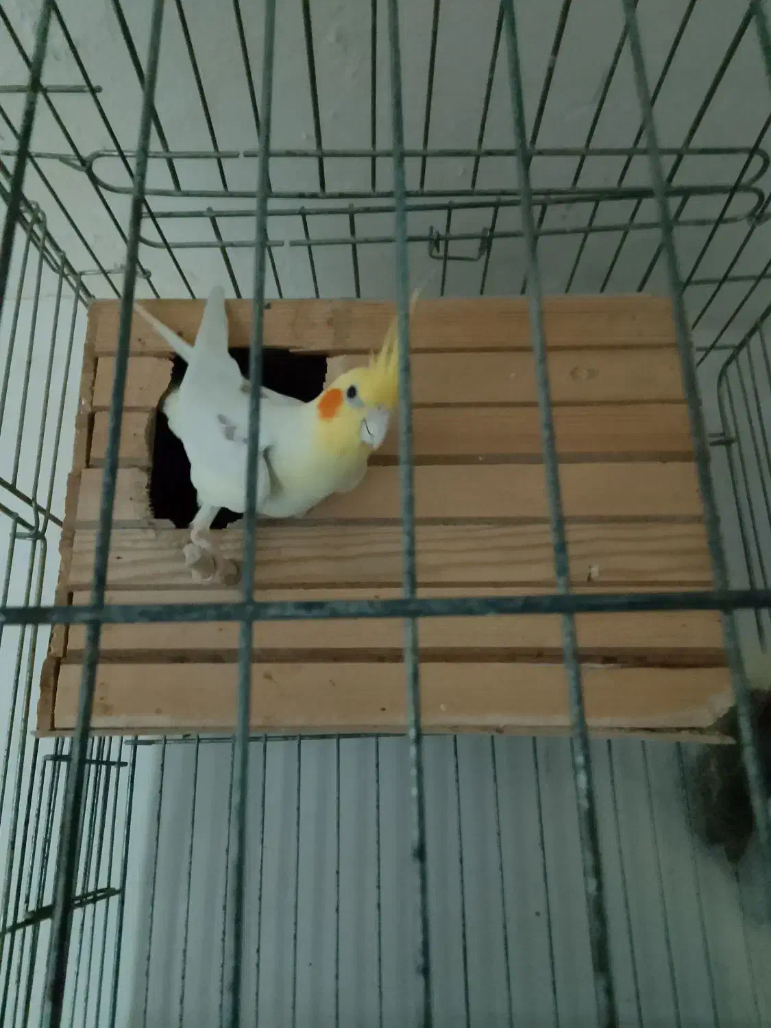 عروس هلندی مولد|پرنده|محمدشهر, زیبادشت|دیوار