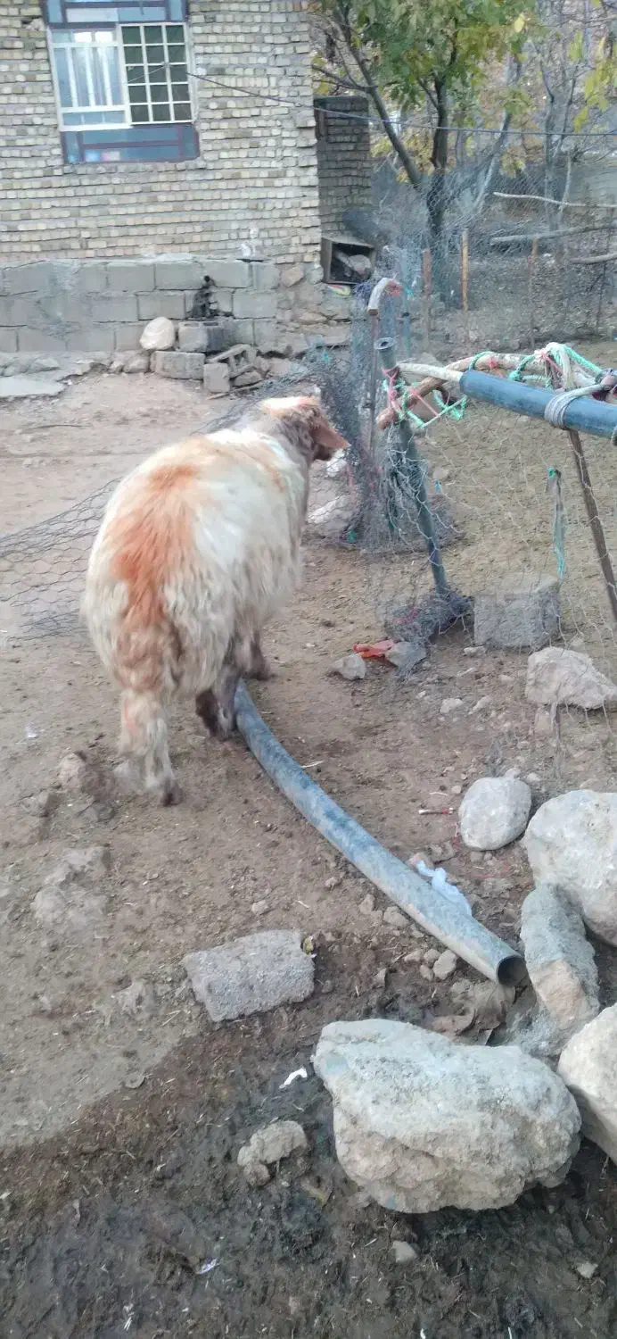 قورچ درجه یک|حیوانات مزرعه|بیرانوند, |دیوار