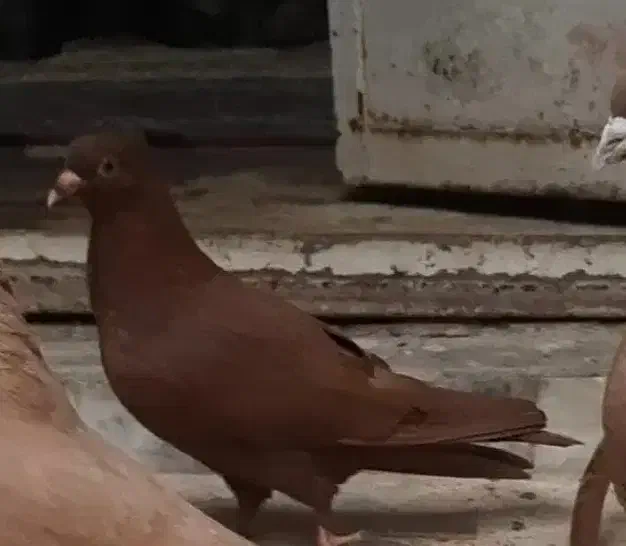 کبوتر سرخ|پرنده|اهواز, کوی سعدی|دیوار