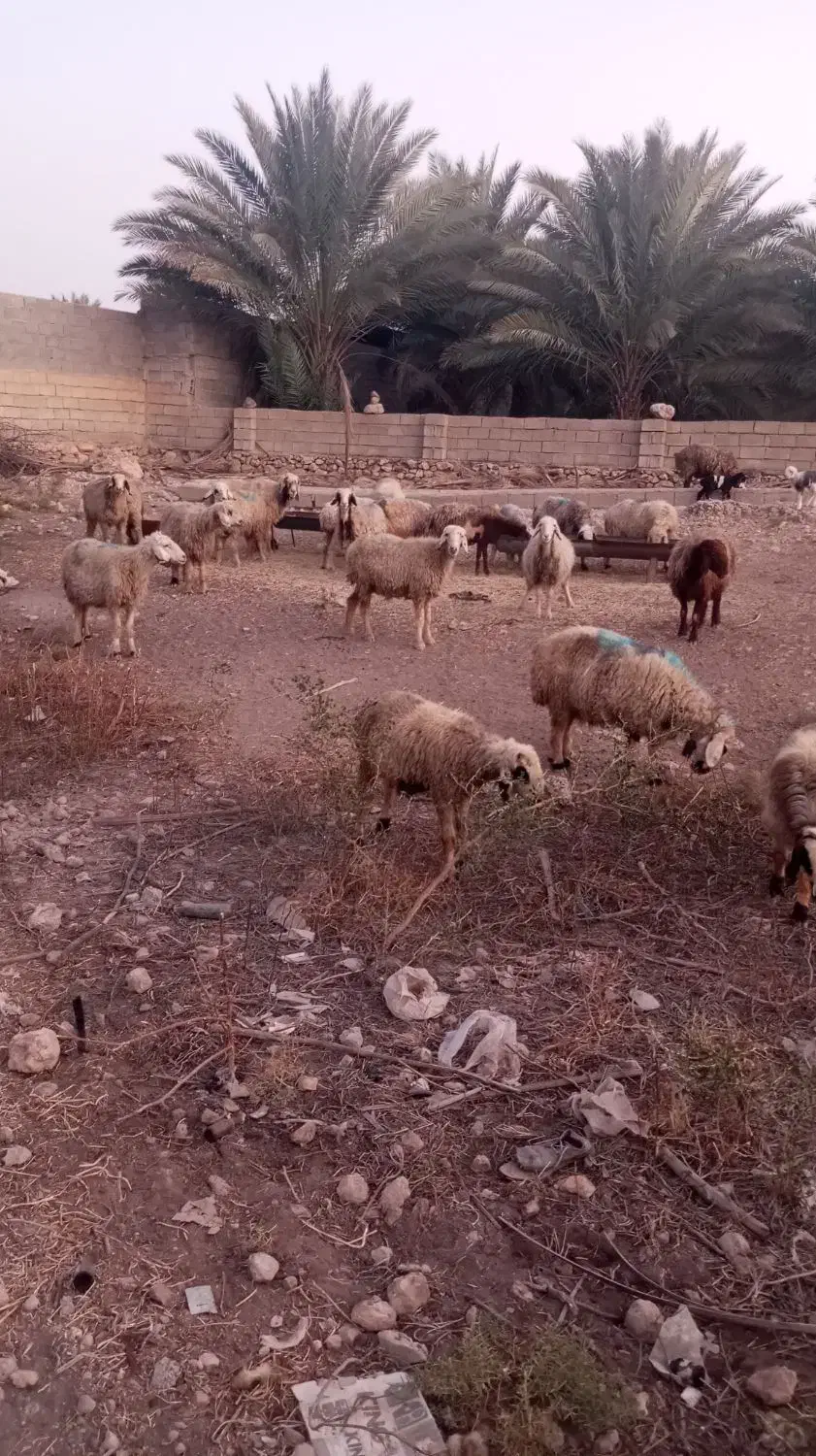 فروش میش بره دار و آبستن|حیوانات مزرعه|کازرون, |دیوار