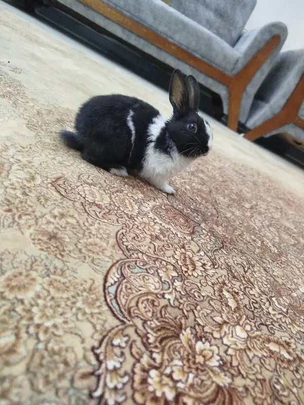 خرگوش کوچولو|موش و خرگوش|فولادشهر, فولادشهر|دیوار