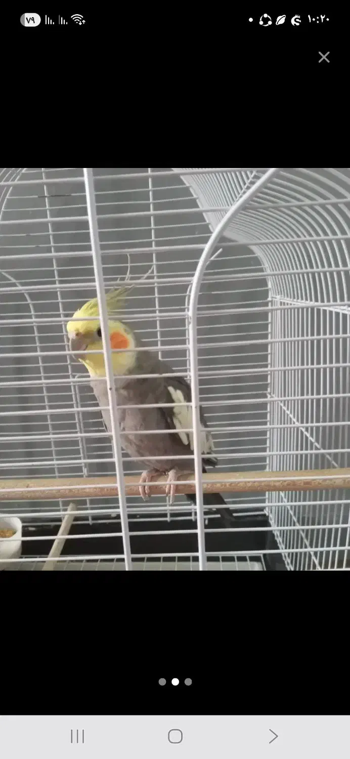 عروس گمشده|حیوانات|برازجان, |دیوار