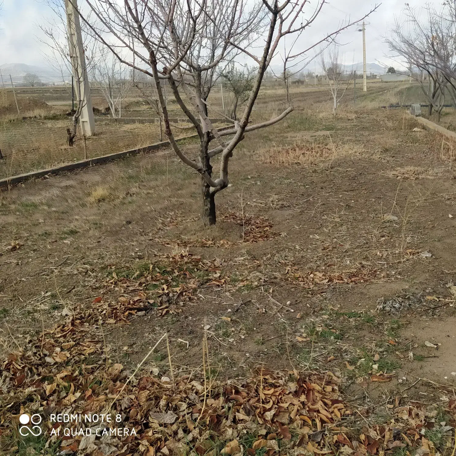 فروش زمین کشاورزی در بیضا|فروش زمین و ملک کلنگی|بیضا, |دیوار