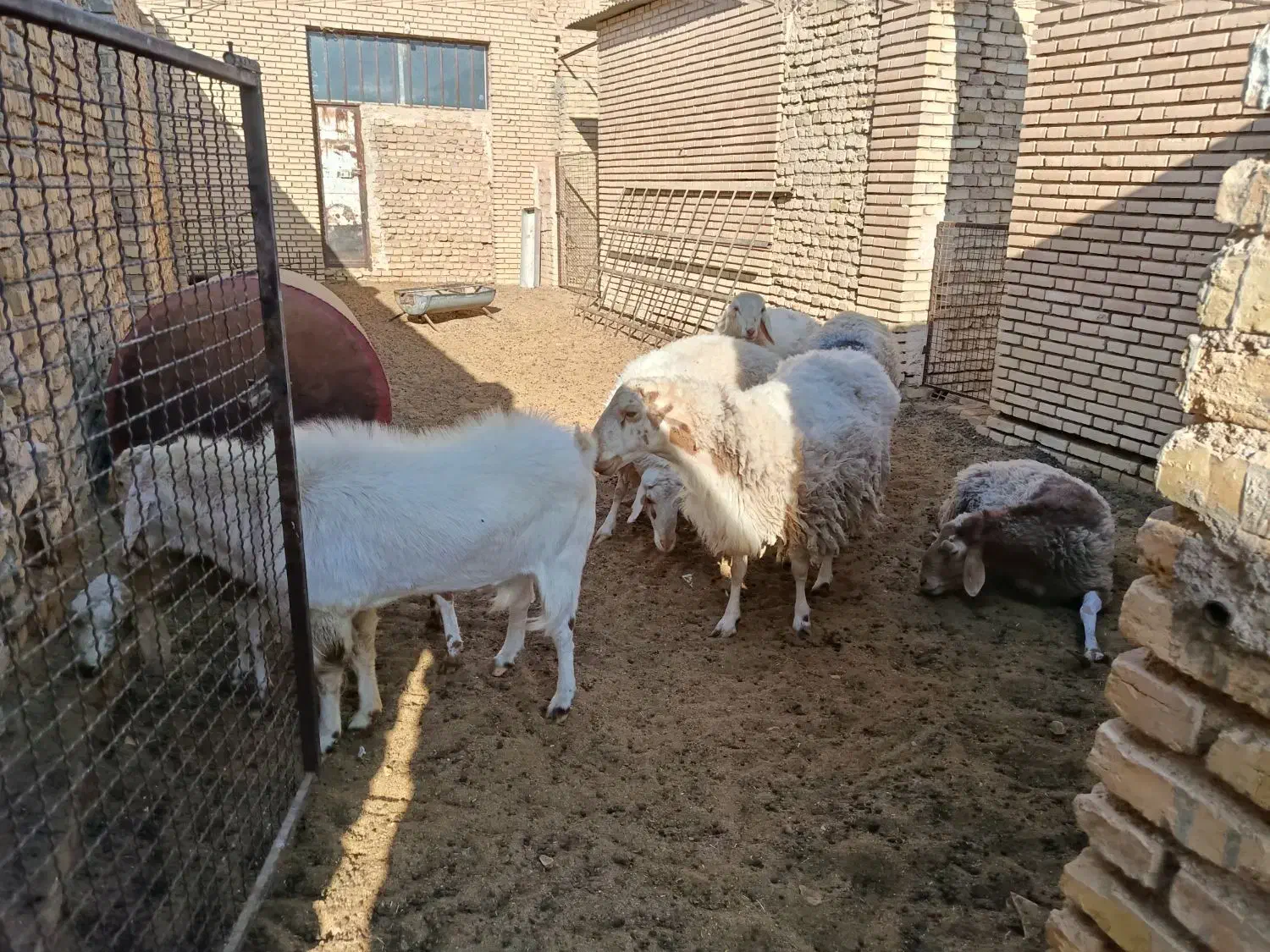 فروش چند عدد بره نر،وکره چپش|حیوانات مزرعه|بفروئیه, |دیوار